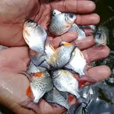 Benih Ikan Air Tawar (Bawal)