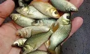 Benih Ikan Air Tawar (Mas)