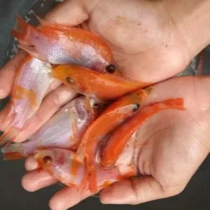 Benih ikan Air Tawar Nila