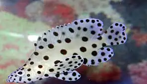 Benih Ikan Kerapi Bebeek