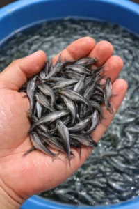 ilustrasi Benih Ikan Patin