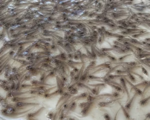 Benih Ikan Air Tawar Lele