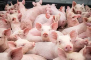 Babi Ternak