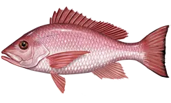 ilustrasi ikan kakap merah