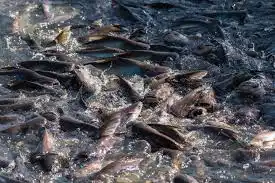 Ikan patin 