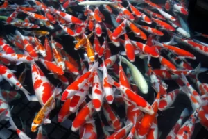 Indukan Ikan Koi