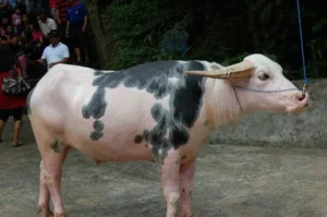 Jenis Kerbau Toraja