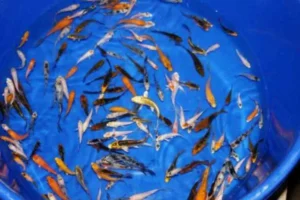 Kolam indukan ikan Koi
