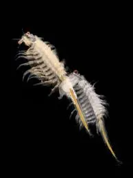 Artemia sp.