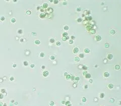 Fitoplankton (Nannochloropsis)
