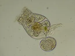 Rotifera (Brachionus sp.)