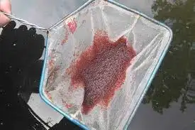 Pakan Benih Ikan Air Tawar Alami
