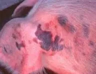 Penyakit Babi Ternak African Swine Fever
