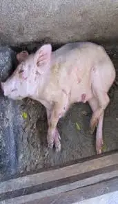 Penyakit Babi Ternak Hog Cholera