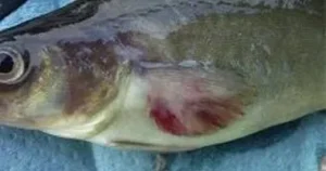 Penyakit indukan ikan payau Vibriosis