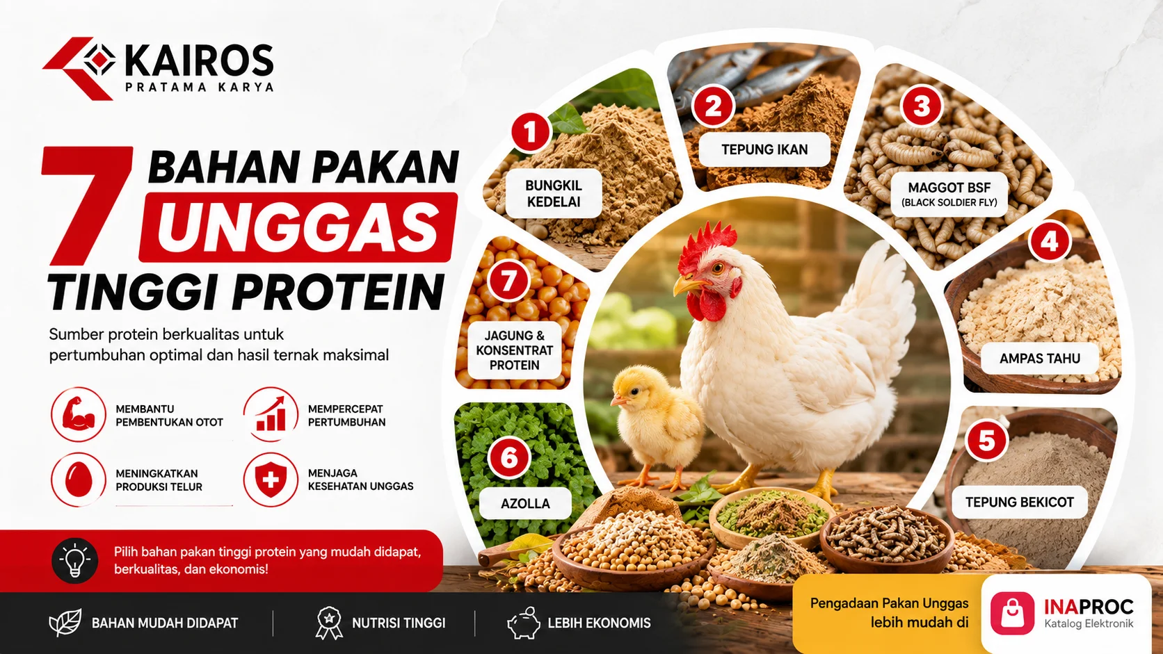 Infografis tujuh bahan pakan unggas tinggi protein seperti bungkil kedelai, tepung ikan, maggot BSF, ampas tahu, tepung bekicot, azolla, dan jagung konsentrat untuk mendukung pertumbuhan unggas.
