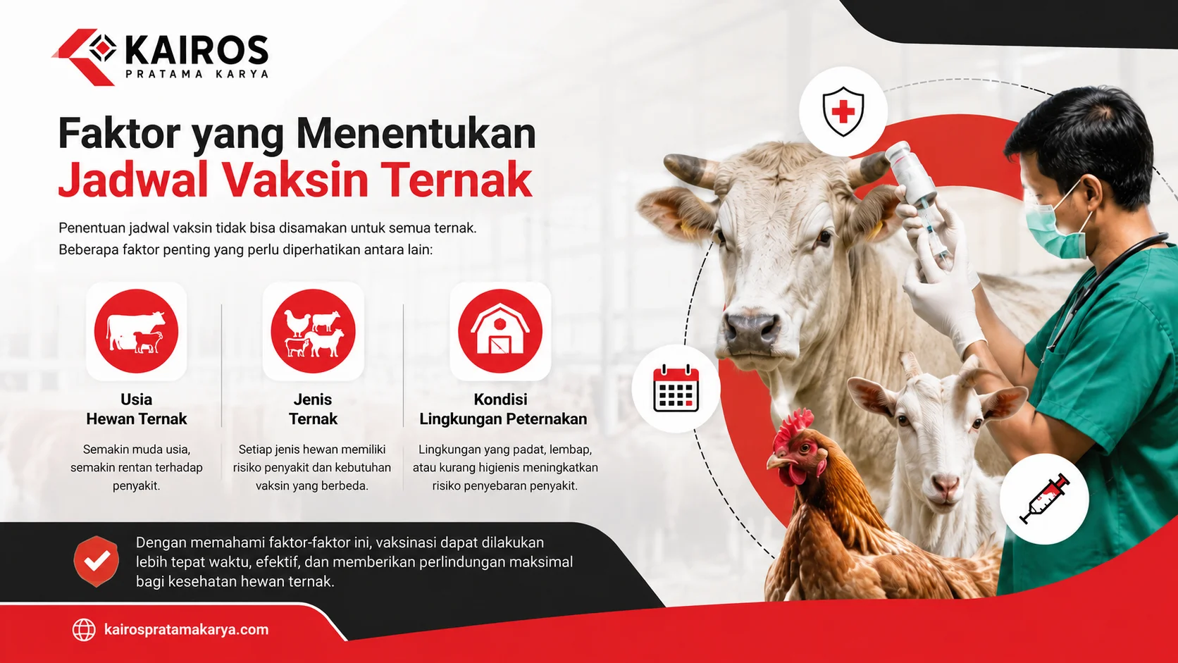Dokter hewan memberikan vaksin pada sapi di peternakan, dengan ilustrasi faktor penentu jadwal vaksin ternak seperti usia hewan, jenis ternak, dan kondisi lingkungan kandang.
