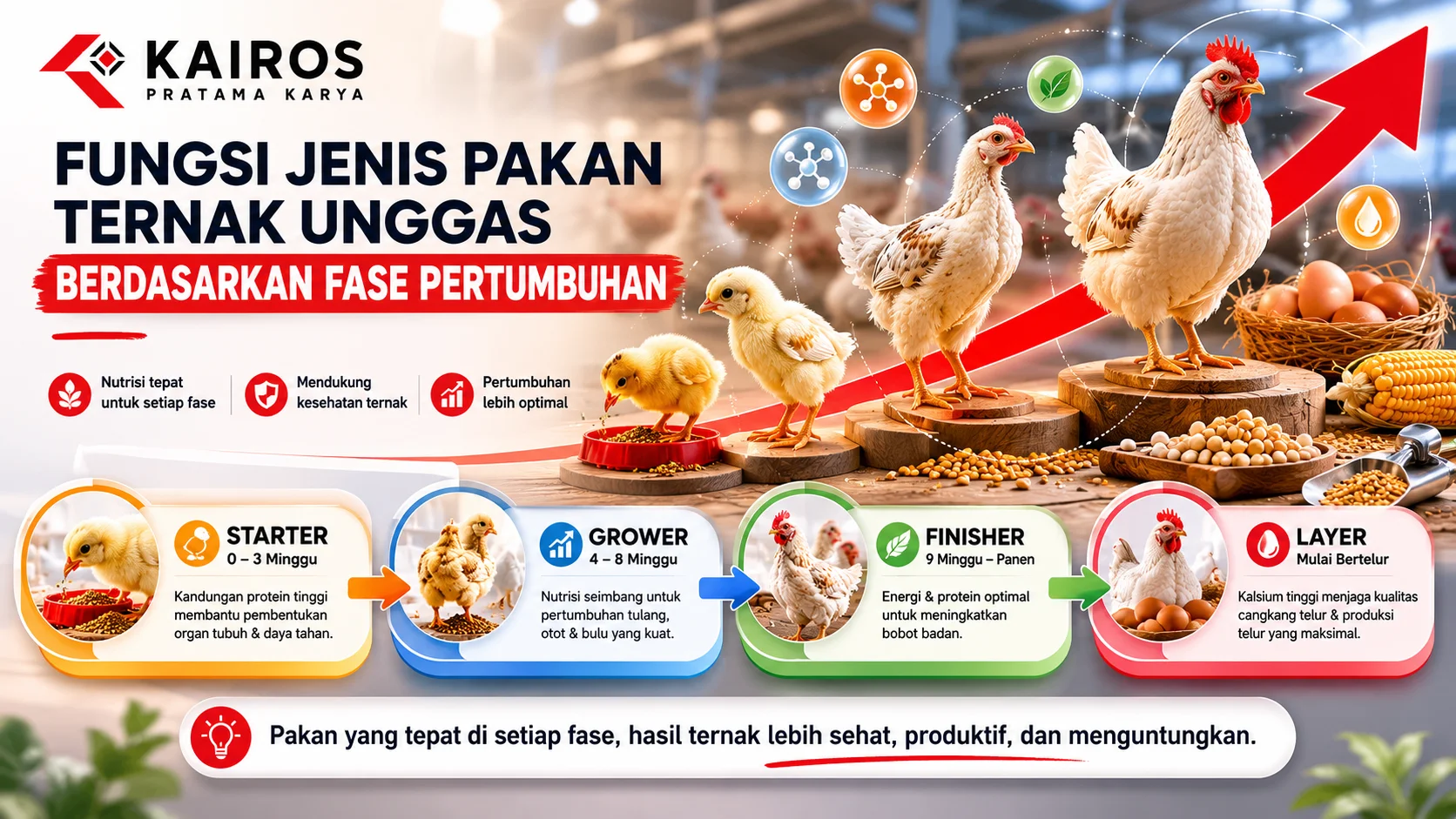 Ilustrasi fase pertumbuhan unggas dari starter hingga layer dengan jenis pakan yang disesuaikan untuk mendukung pertumbuhan, kesehatan, dan produktivitas ternak.