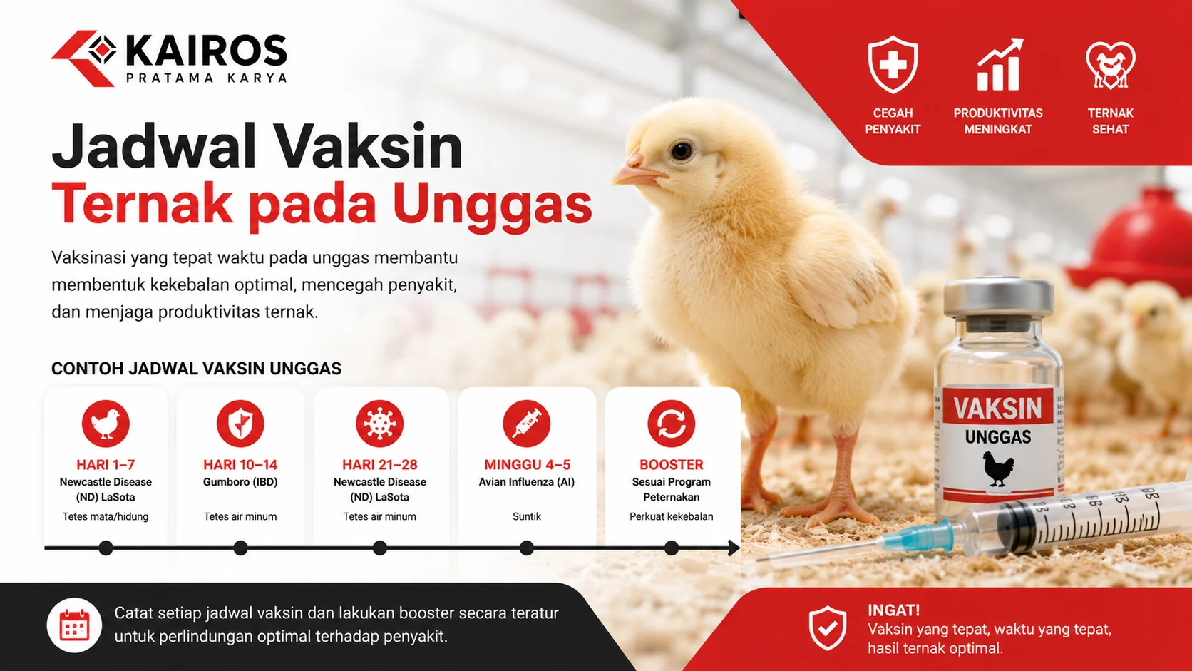 Ilustrasi jadwal vaksin ternak unggas dengan anak ayam, vaksin unggas, dan tahapan vaksinasi untuk mendukung kesehatan serta produktivitas peternakan.