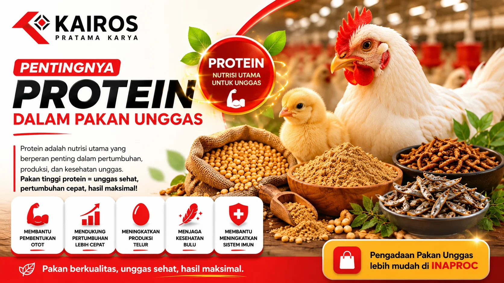 Ilustrasi ayam dan anak ayam dengan berbagai sumber pakan tinggi protein seperti kedelai, tepung ikan, dan maggot untuk mendukung pertumbuhan serta kesehatan unggas.
